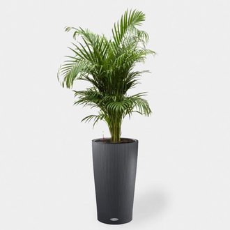 Plantpot