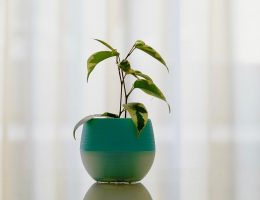 3 Tekenen dat je jouw plant moet verpotten