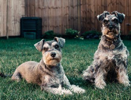 Welk ras hond past bij mij