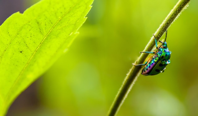 Bug